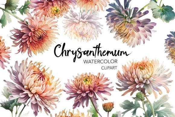 WaterColor Chrysanthemum Clipart Illustrations Review