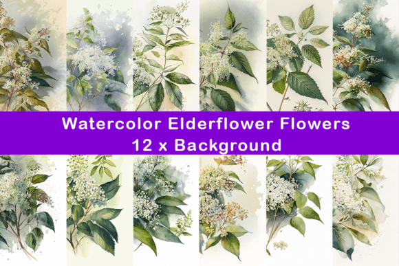 Watercolor Elderflowers Illustrations for Digital Products