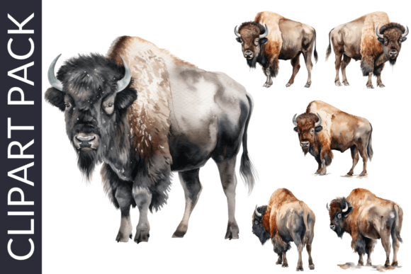 Wild Bison Watercolor Western Clipart Illustrations
